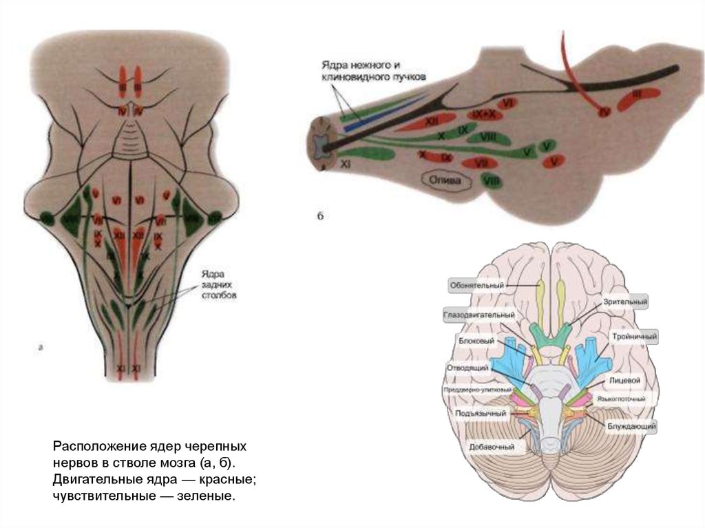5 6 черепные нервы. Ядра черепных нервов в стволе головного мозга. Схема расположения ядер черепно мозговых нервов. Расположение ядер черепных нервов схема. Расположение ядер черепных нервов в стволе.
