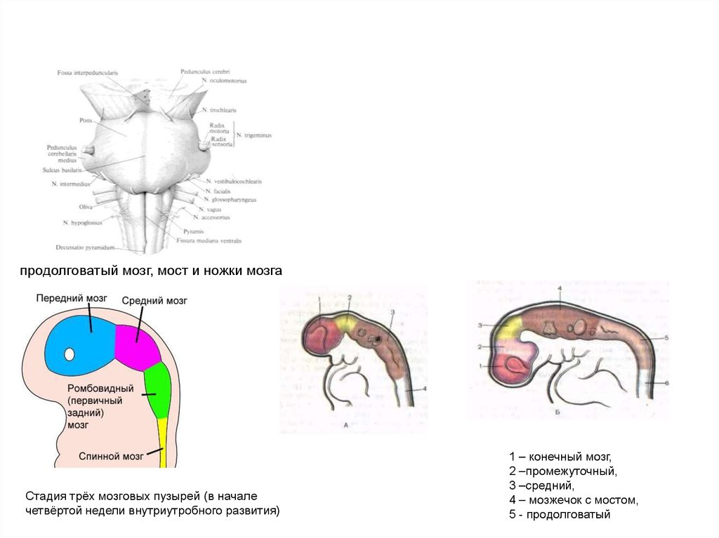 Продолговатый изгиб. Продолговатый мозг. Стадия 3 мозговых пузырей. Продолговатый мозг презентация. Стадия пяти мозговых пузырей.