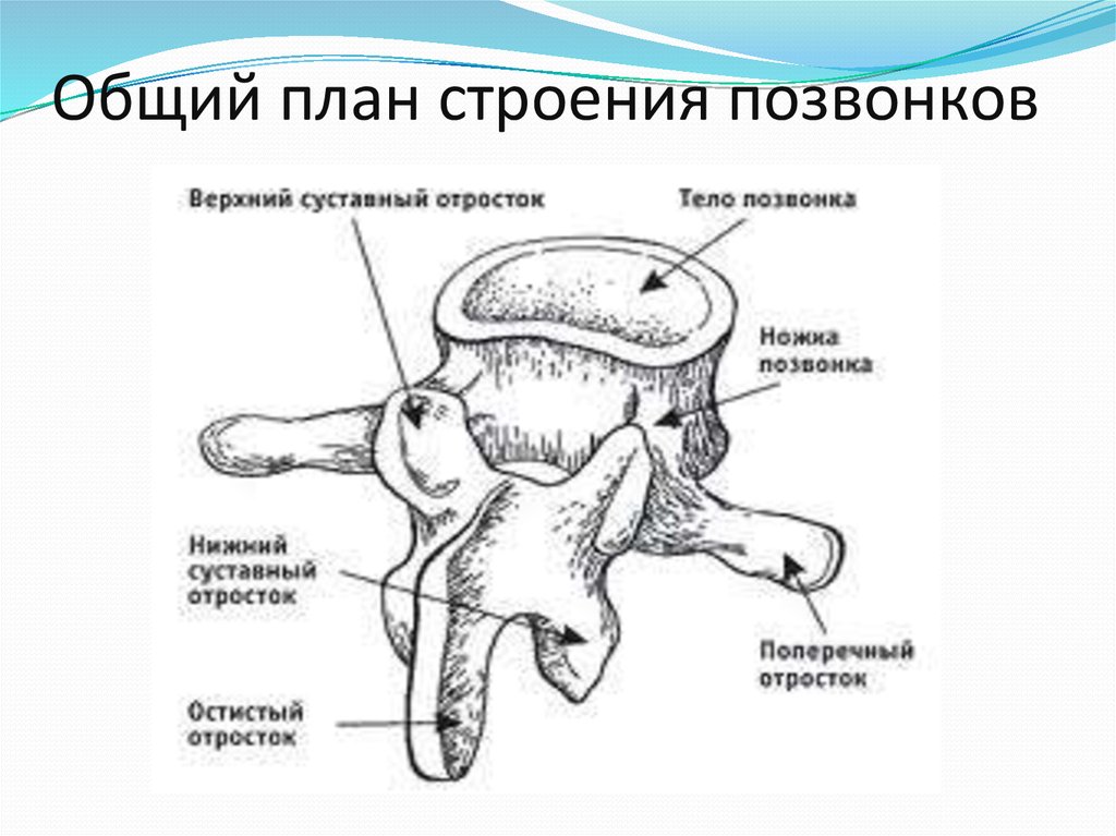 Строение позвонка рисунок