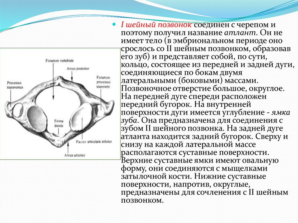 Соединение позвоночника с черепом