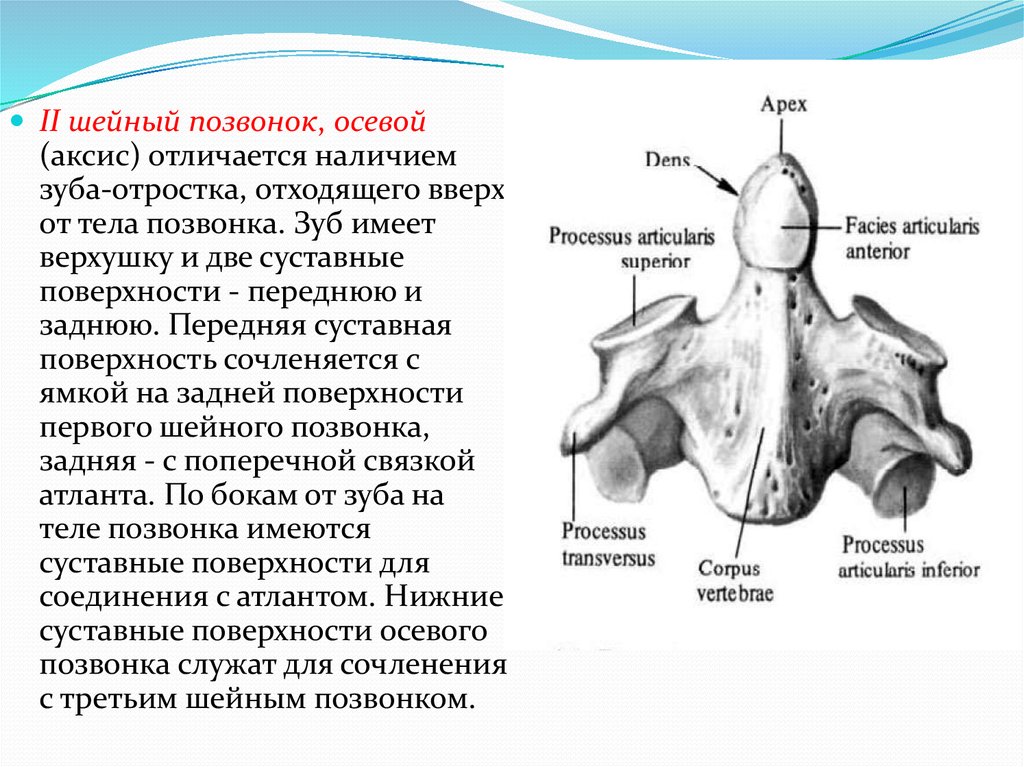 Особенности строения шейных позвонков