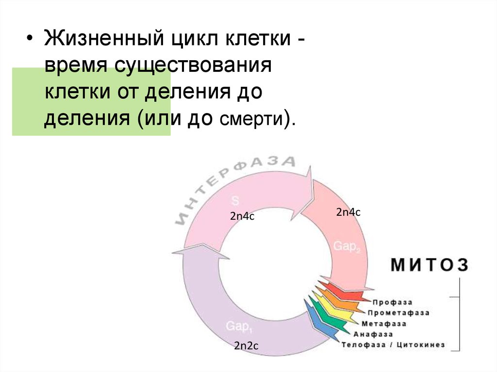 1 жизненный цикл клетки митоз. Жизненный цикл клетки деление клетки. Жизненный цикл клетки время. Жизненный цикл клетки диаграмма. Жизненный цикл клетки от деления до смерти.