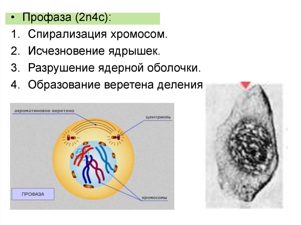Спирализация хромосом происходит в фазе. Профаза 2. Ядрышко в профазе. Профаза митоза. Разрушение ядерной оболочки спирализация хромосом.