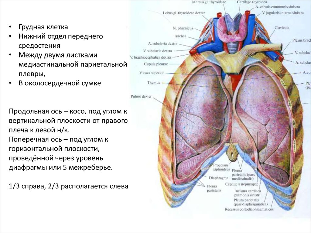 Боковая грудная стенка. Коронарная плоскость. Pars mediastinalis(передняя) и pars vertebralis(задняя. Mediastinalis. Lobus parietalis Superior.