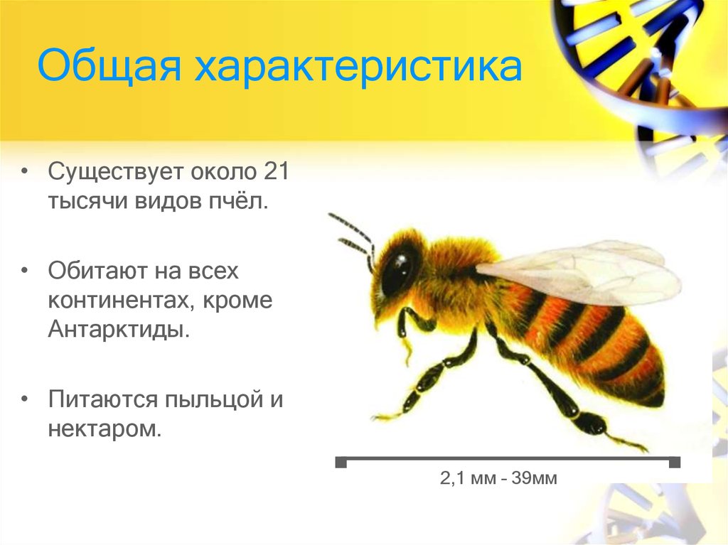 Где обитают пчелы