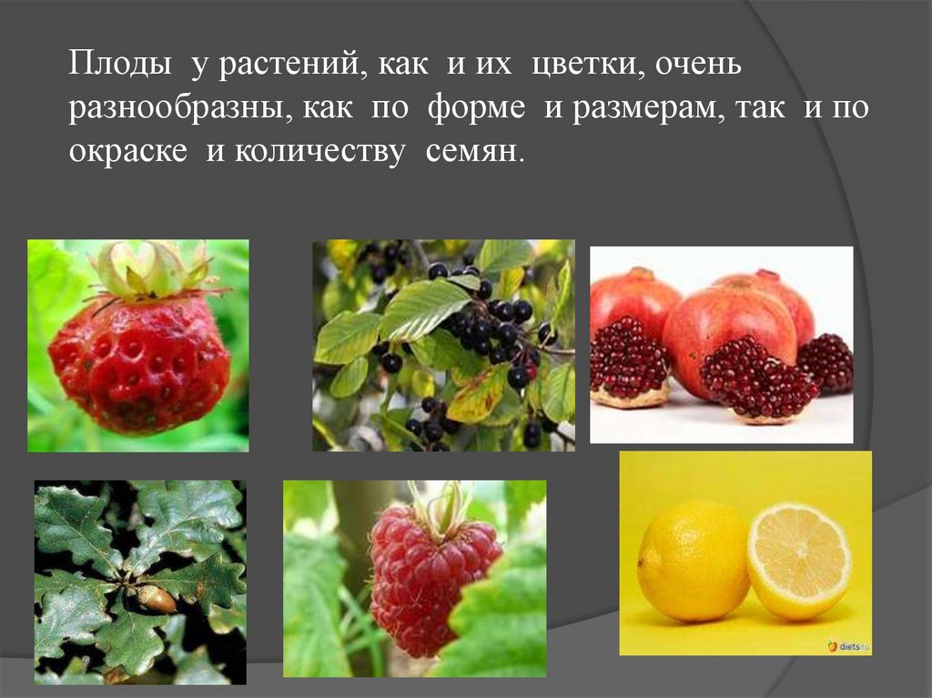 Что является признаком плодов растений. Плоды растений. Презентация на тему плоды.