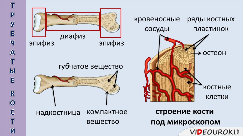 Строение костей презентация