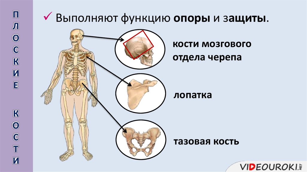 Скелет строение состав и соединение костей. Анатомия опорно двигательной системы. Скелет строение состав и соединение костей 8 класс. Механическая функция костей скелета человека. Установить соответствие кости скелета человека