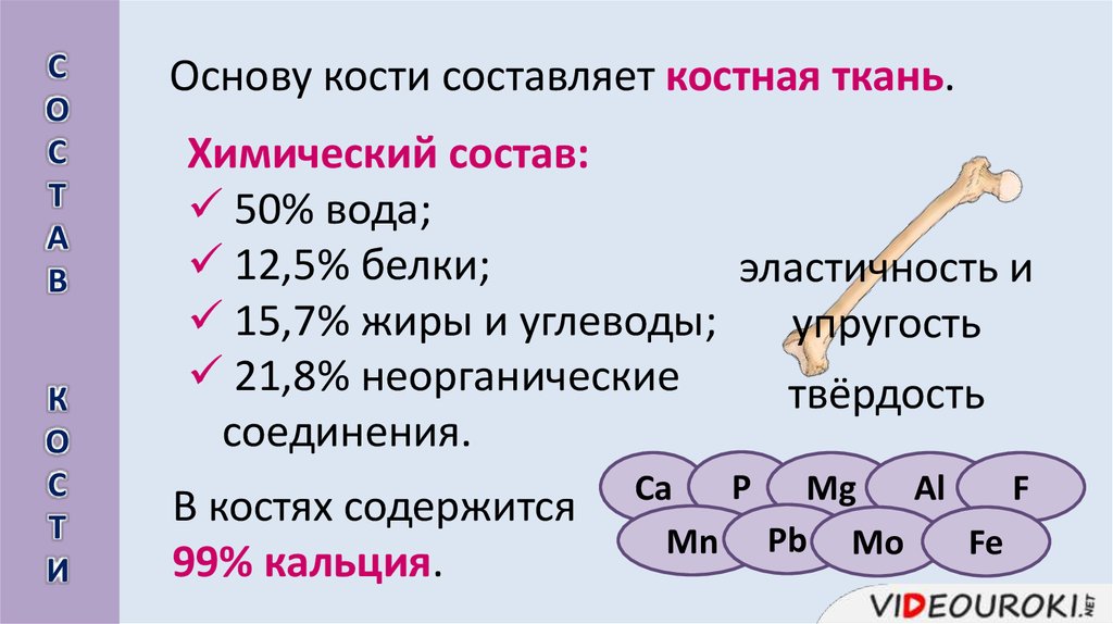 Какие вещества составляют кости. Основа кости. Основу кости составляет. Химический состав строение и соединение костей. Костная основа.