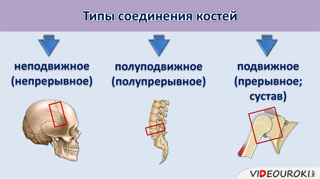 Соединение костей 6. Соединения костей: непрерывные, полупрерывные, суставы. Непрерывные соединения костей. Типы соединения костей. Полупрерывные соединения костей.