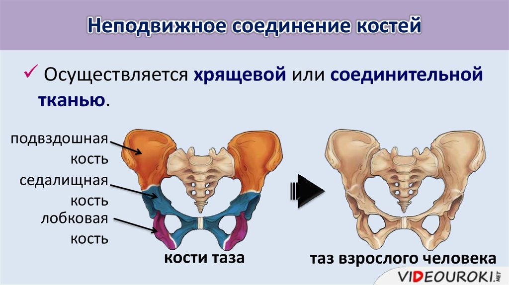 2 кости и их соединения. Строение костей таза и их соединение. Тип соединения костей таза. Неподвижное соединение костей. Хрящевые соединения костей.