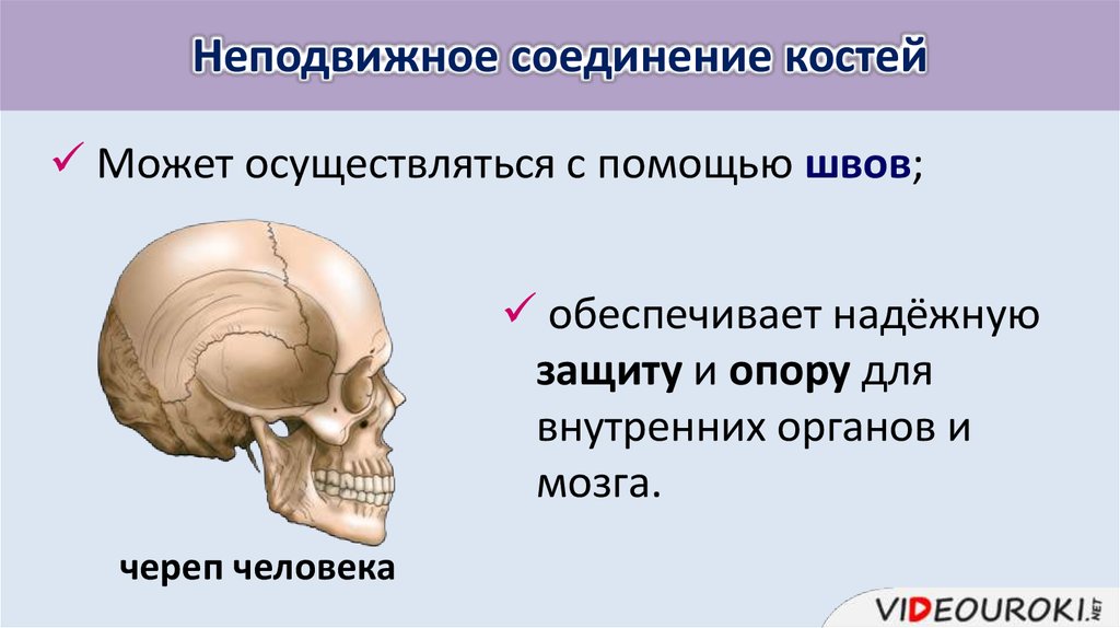 Кости скелета человека соединены неподвижно