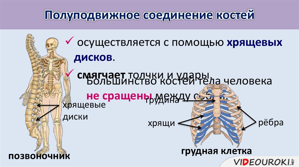 В скелете человека полуподвижно соединяются