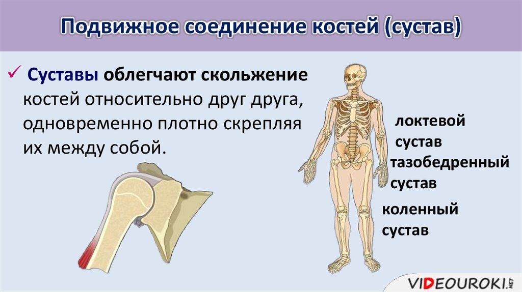 Особенности строения подвижного соединения. Подвижное соединение костей. Подвижные соединения костей. Неподвижное соединение костей. Типы соединения костей подвижные.