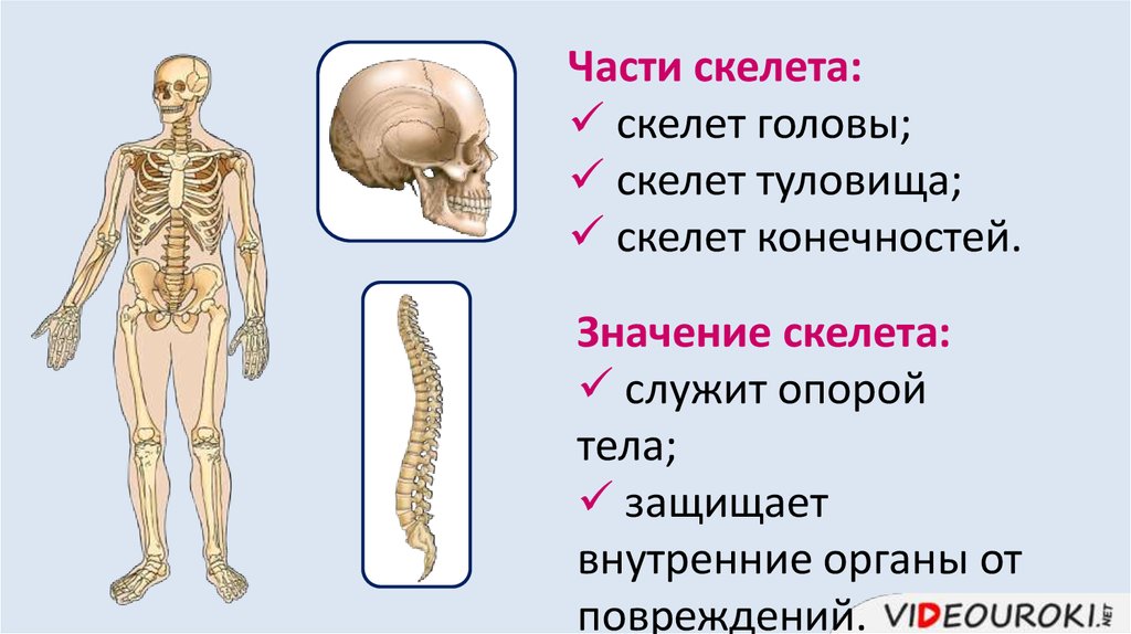 Скелет туловища конечностей. Анатомия опорно двигательная система скелет. Скелет туловища. Значение скелета. Значение скелета человека.
