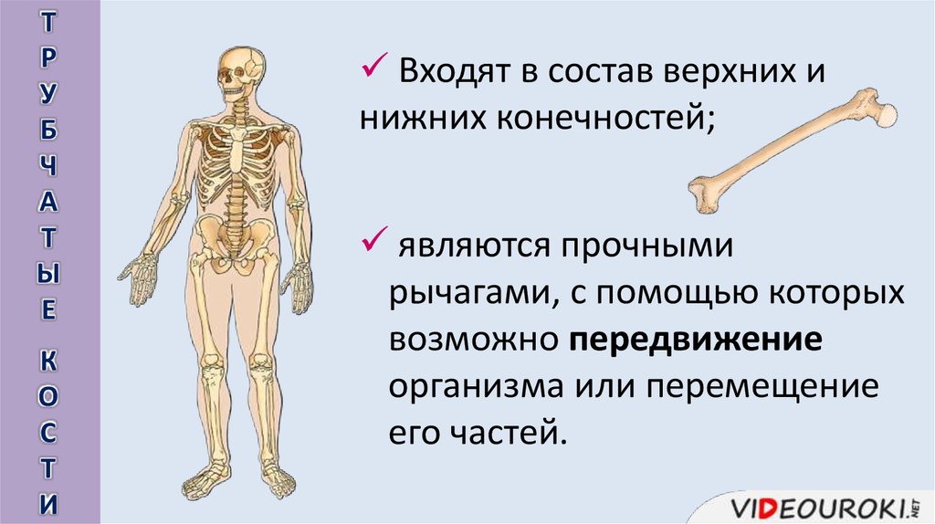Скелет строение состав и соединение костей. Строение скелета верхних и нижних конечностей. Скелет верхних и нижних конечностей человека. Трубчатые кости в скелете человека. Установить соответствие кости скелета человека