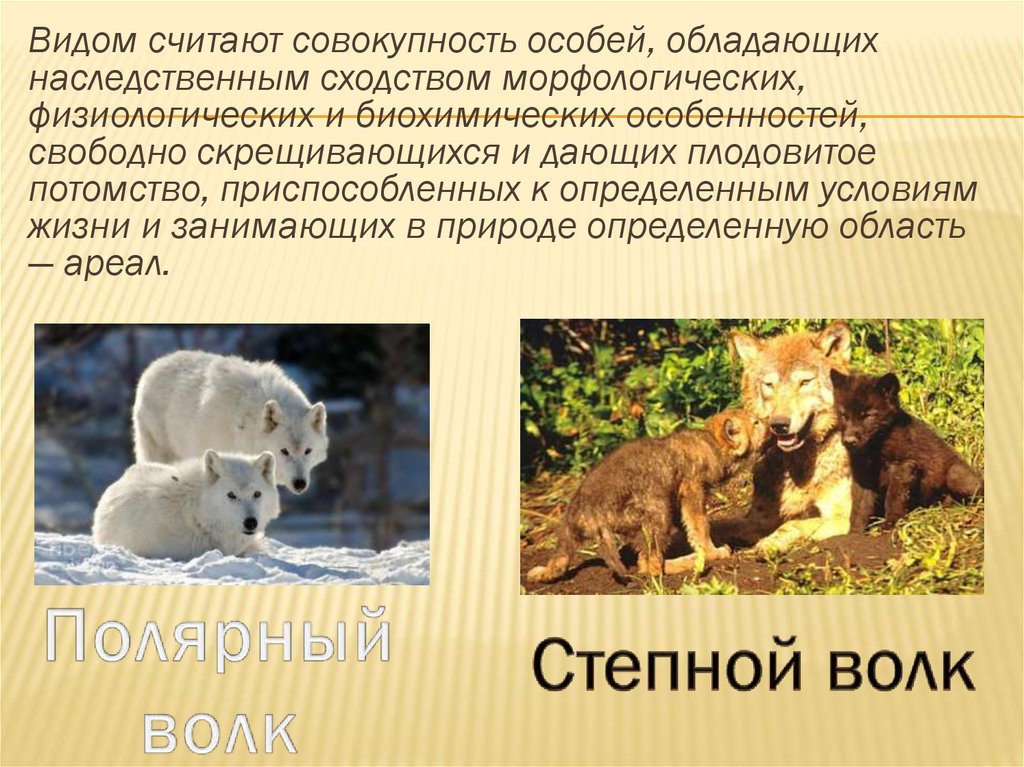 Популяционно видовой уровень тест. Популяционно видовой волк. Критерии популяции. Популяционно видовой лиса.