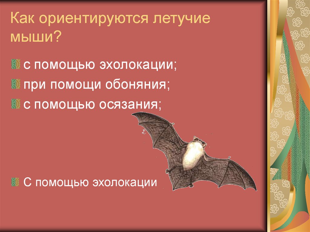 Орел знакомый и незнакомый. Как ориентируются летучие мыши.