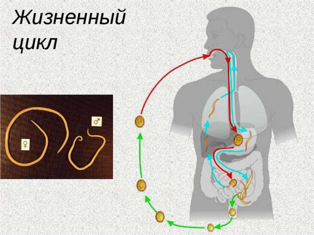 Жизненный цикл круглых червей схема