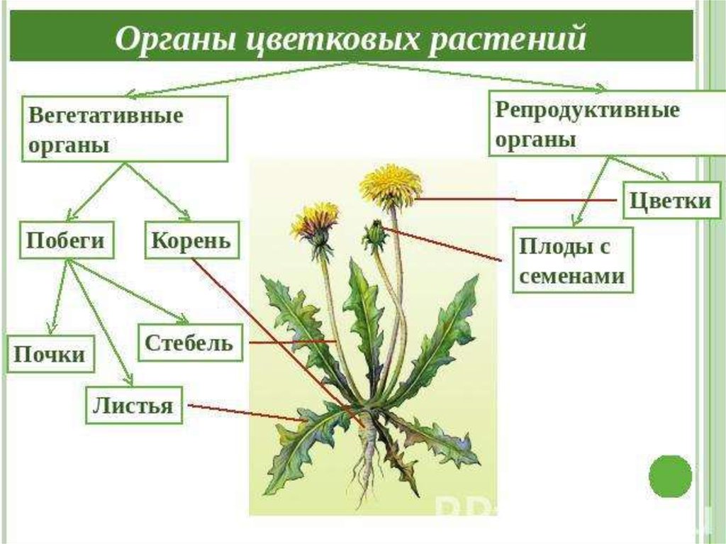 Рисунок цветкового растения