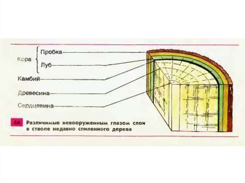 Внутреннее строение ветки дерева. Строение стебля дерева рисунок. Слои на стволе спиленного дерева рисунок. Схема стебель камбий древесина сердцевина. Пробка кора Луб камбий древесина сердцевина.