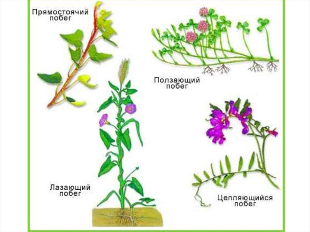 Прямостоячие растения. Побеги прямостоячие и ползучие. Побег виды побегов. Прямостоячие, вьющиеся, лазающие, ползучие побеги. Строение прямостоячего побега.