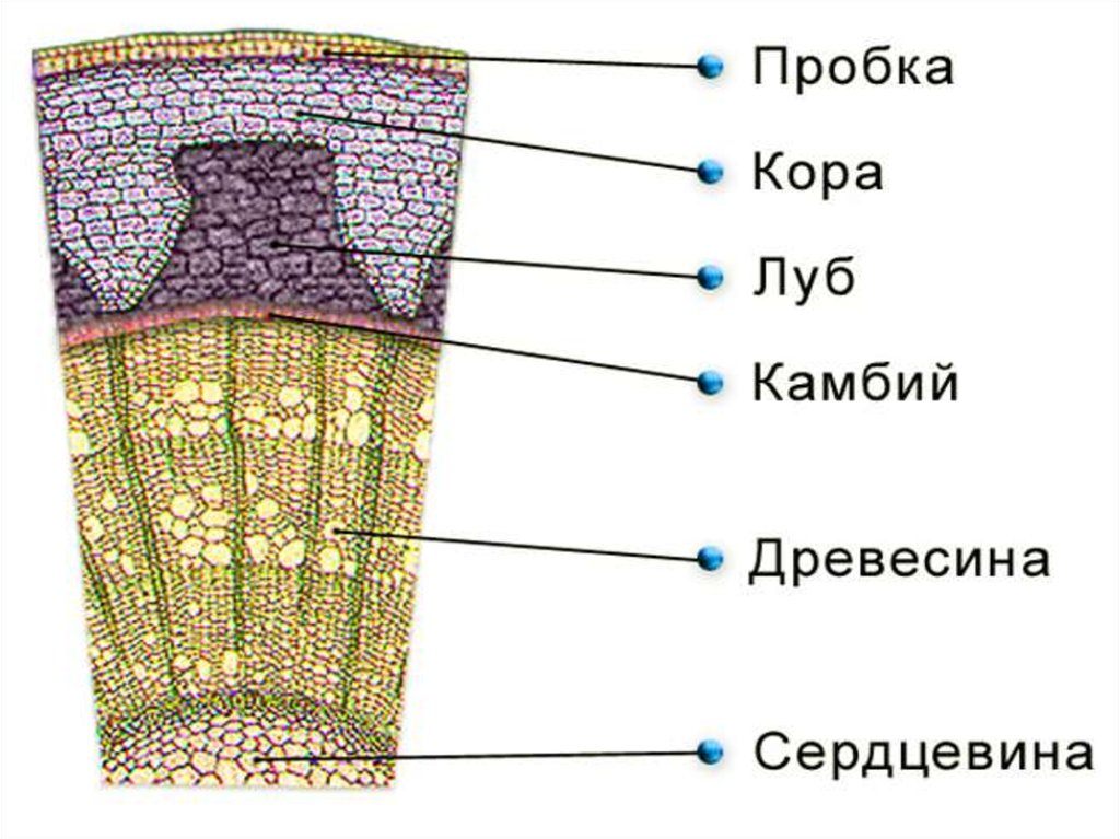 Рассмотри изображение поперечного сечения стебля растения и дополни текст на рисунке покровная ткань