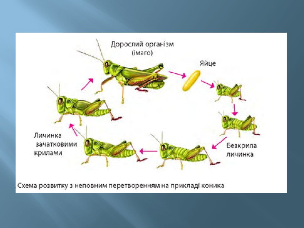 Личинка кузнечика рисунок