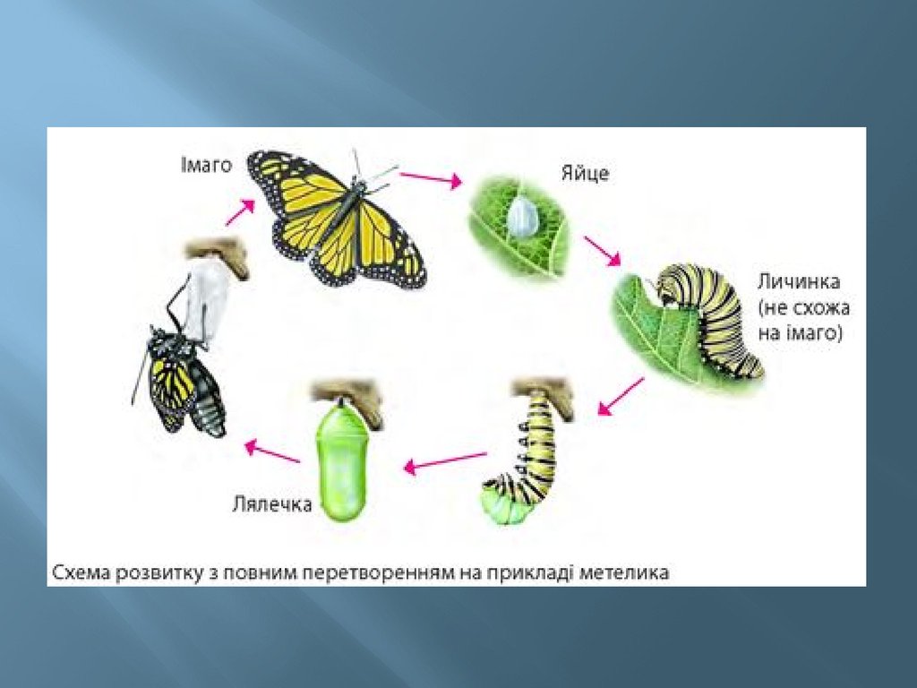 Капустная белянка неполное превращение. Жизненный цикл бабочки с полным превращением. Цикл развития насекомых бабочки. Схема развития бабочки 3 класс. Яйцо личинка бабочка стадия развития.