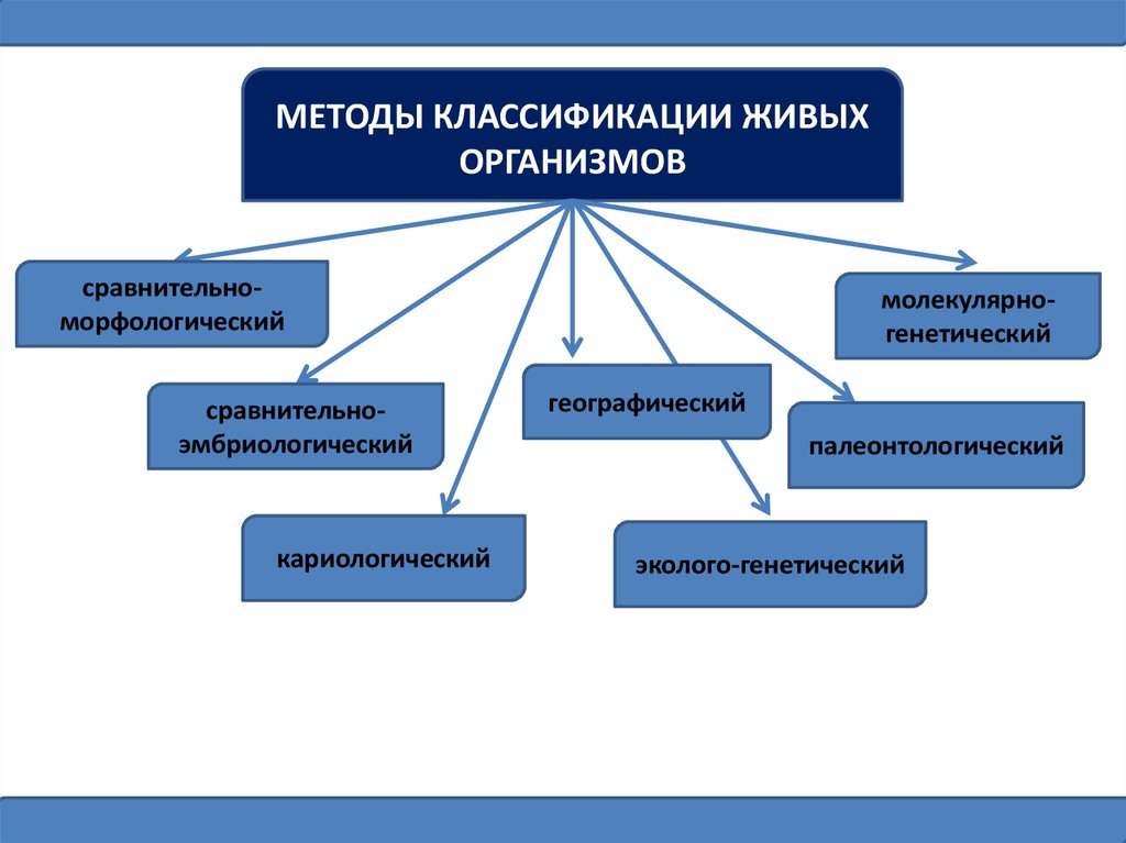 Систематика организмов. Методы классификации организмов. Методы классификации организмов в биологии. Кариологический метод классификации организмов. Методы систематики.