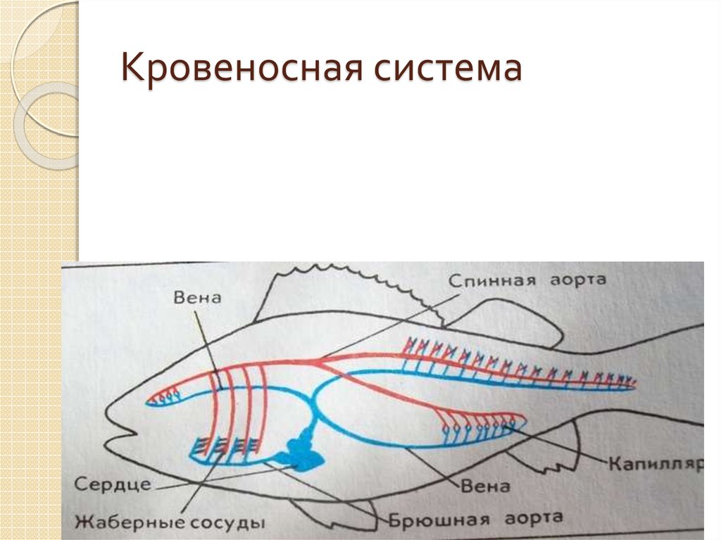 У каких хордовых двухкамерное сердце. Эволюция кровеносной системы у рыб. Кровеносная система хордовых схема. Кровеносная система хорд. Кровеносная система Хордо.