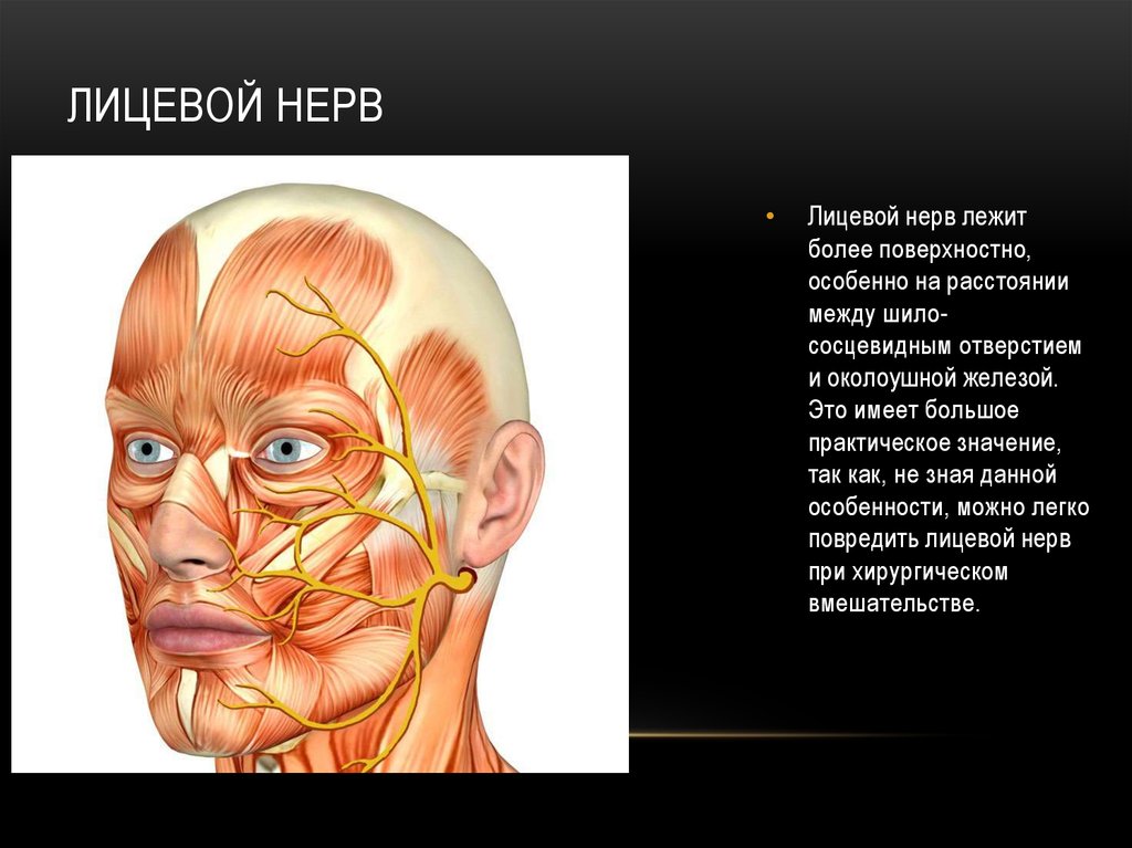 Нервы на лбу. Неврит лицевого нерва анатомия. Лицевой нерв анатомия. Анатомия лицевых нервов. Лицевые нервы анатомия.