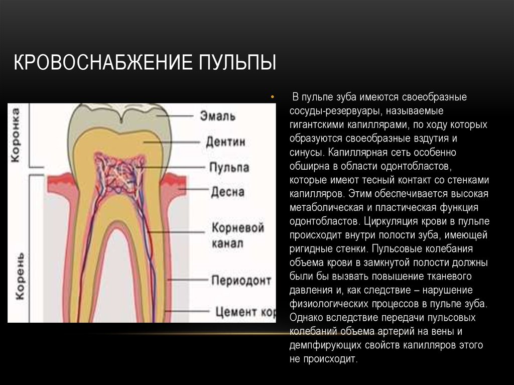 Сосуды десны. Строение пульпы зуба и периодонта. Строение и функции пульпы зуба. Ткани зуба периодонт строение. Кровоснабжение зубов.
