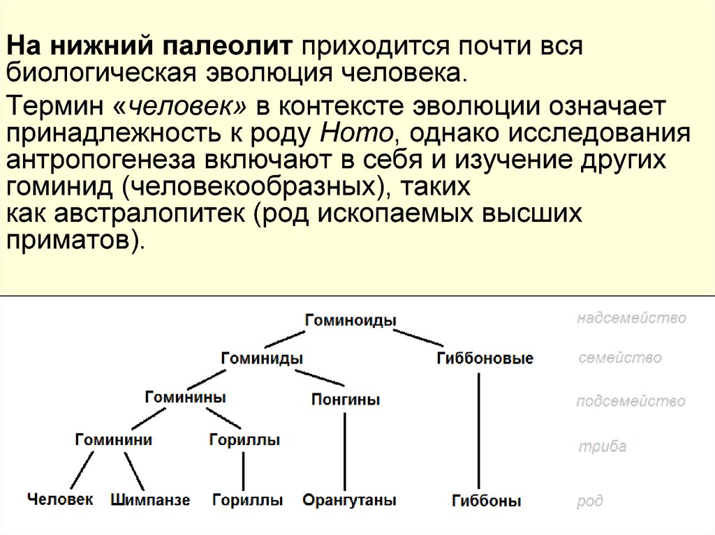 В контексте эволюции