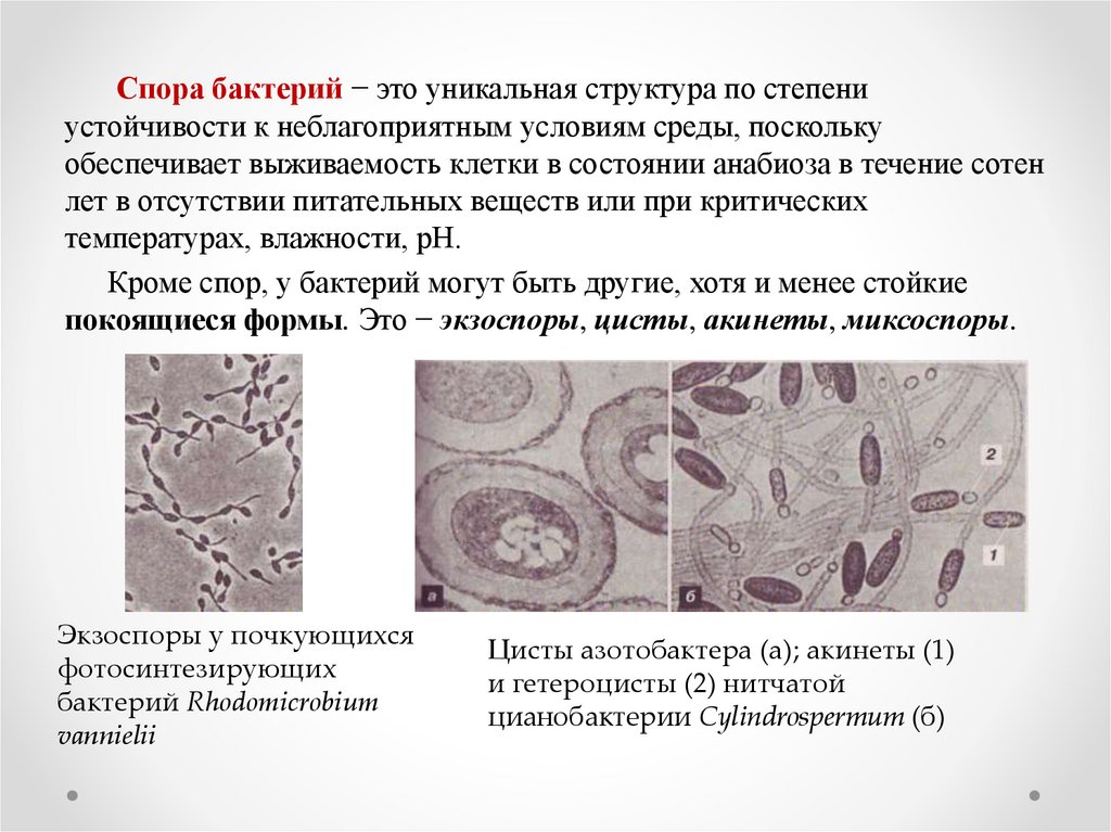 Риф презентация микробиология