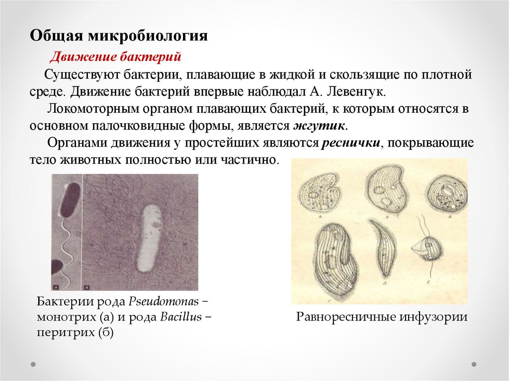 Презентация по микробиологии простейшие