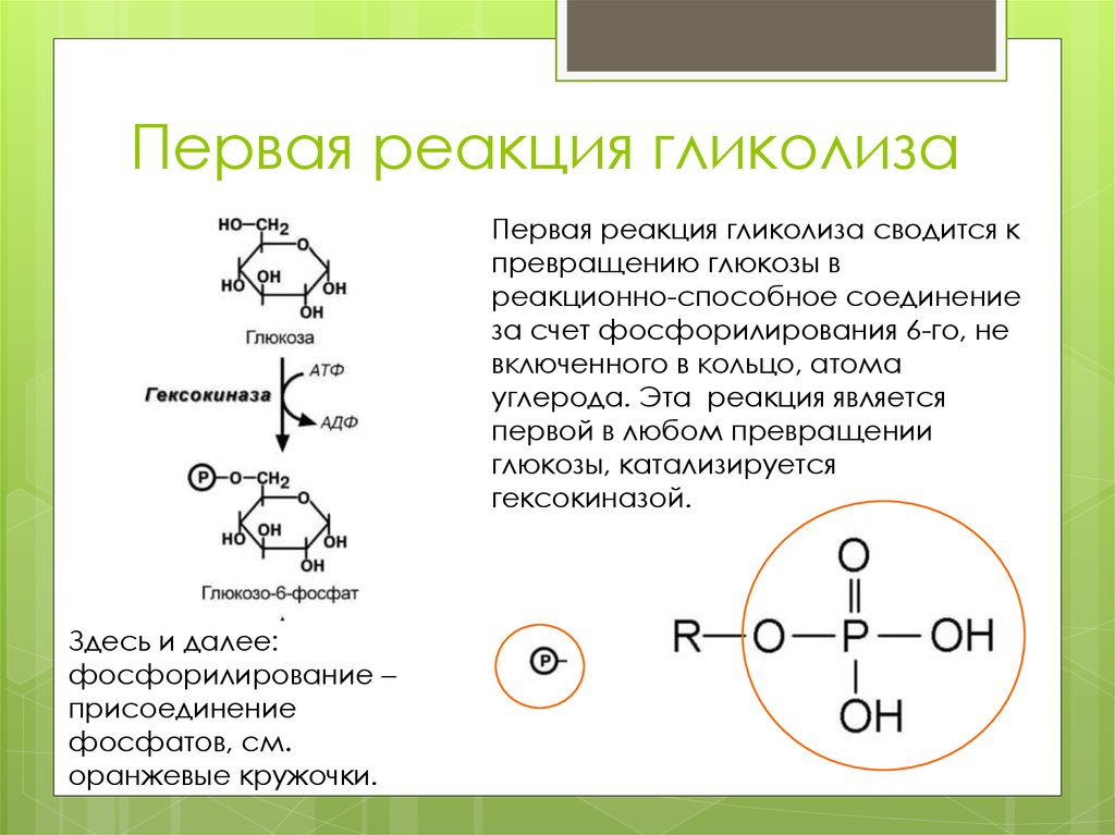 First reaction. Схема 2 этапа гликолиза. 2 Этап гликолиза реакции. Первая реакция гликолиза. Первый этап гликолиза.