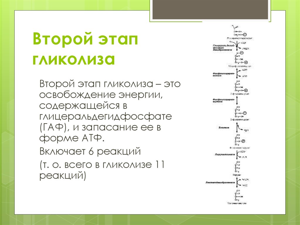 Этап 1 этап 2. 2 Этап гликолиза реакции. Второй этап гликолиза схема. Схема 2 этапа гликолиза. Характеристика 1 и 2 этапа гликолиза.