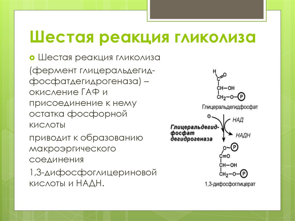 Гликолиз схема с ферментами