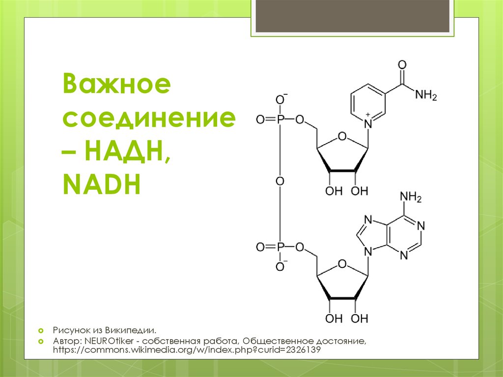 Образование надф н