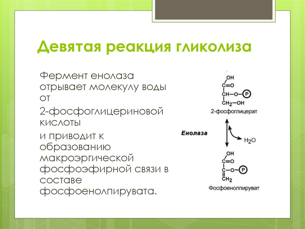 9 реакций. 9 Реакция гликолиза. Реакции гликолиза 11 реакций. Девятая реакция гликолиза. Реакции гликола с ферментами.