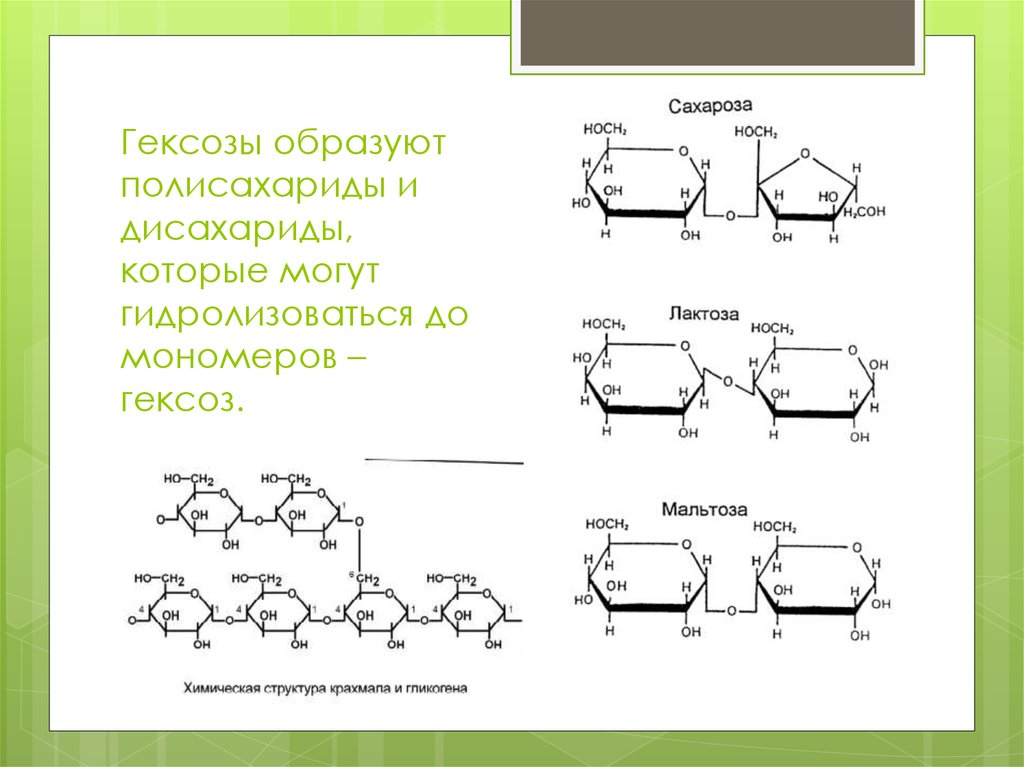 Полный гидролиз полисахаридов. Гидролиз дисахаридов и полисахаридов. Гидролиз гексозы. Гексоза формула. Полисахарид гексоза.