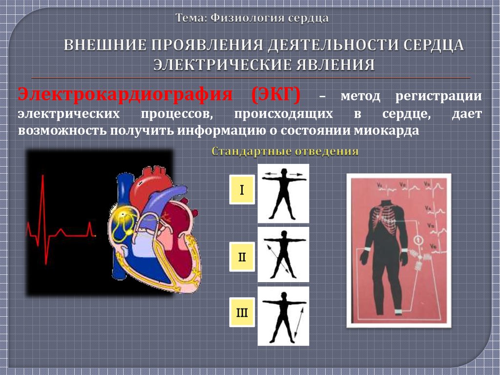 Физиология сердца презентация