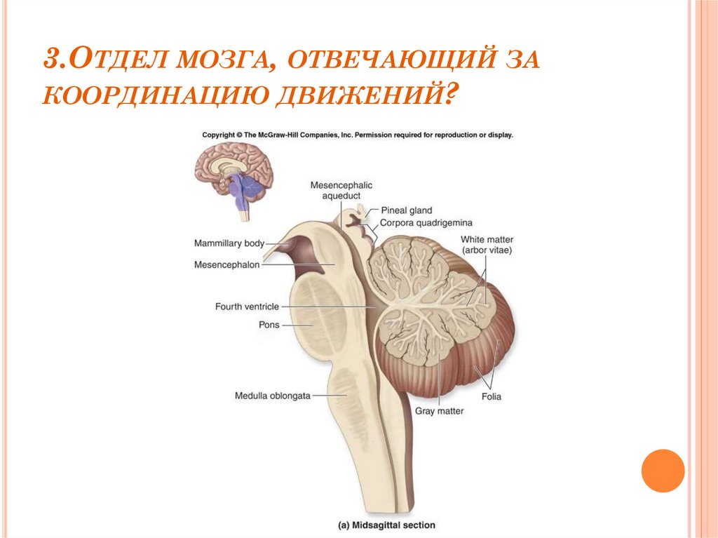 Отдел головного мозга обеспечивающий координацию движений