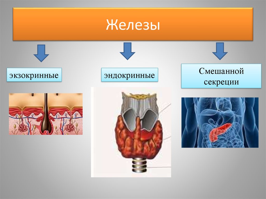 Схема строения эндокринных и экзокринных желез