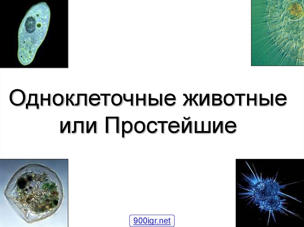 5 одноклеточных организмов. Простейшие одноклеточные животные. Одноклеточное животное. Одноклеточные животные презентация. Одноклеточные животные 3 класс.