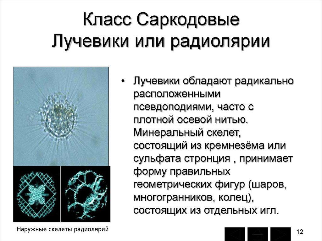 Саркодовые таблица. Радиолярии Саркодовые. Фораминиферы радиолярии солнечники. Класс лучевики, или радиолярии. Подтип Саркодовые представители.