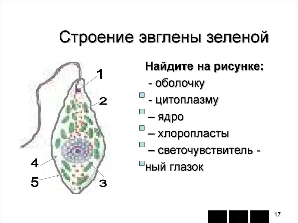 Какие структуры клетки зеленой эвглены обозначены на рисунке цифрами 1 2 3