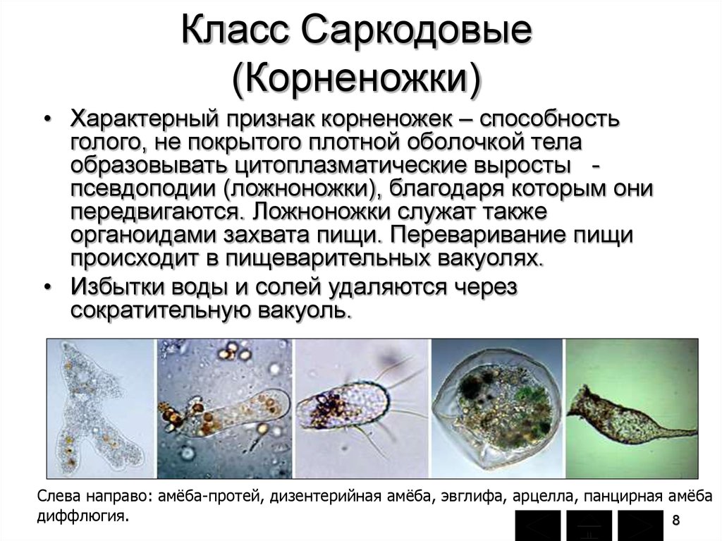 Каких животных объединяют в группу корненожки составьте план об особенностях амебы