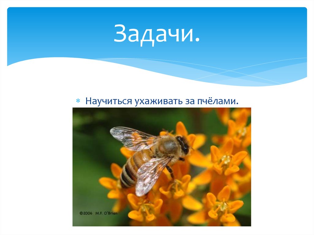 А 4 пчелы. Проект про пчел. Введение для проекта про пчел. Проект про пчел на башкирском языке. Пчела для презентации.